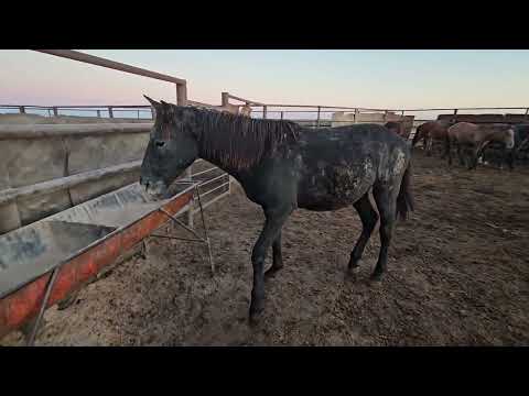 Видео: Бордақы қойлар | Бордақы жылқылар