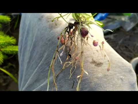 Видео: Селекція  Висадка розсади картоплі