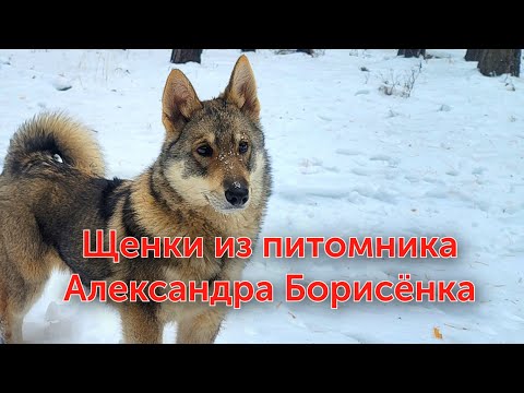Видео: Он содержит более 200 лаек! В гостях у Александра Борисëнка