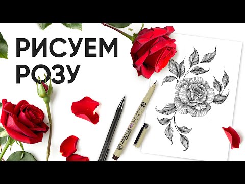 Видео: Как нарисовать розу - Уроки рисования - Ола Ч.