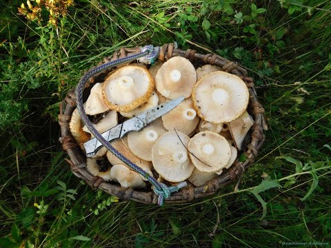 Видео: Груздей не море, а ОКЕАН! За грибами в лес! For mushrooms in the forest