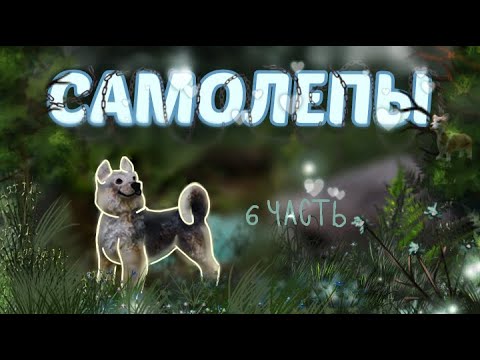 Видео: Самолепы собак за лето // 6 часть!