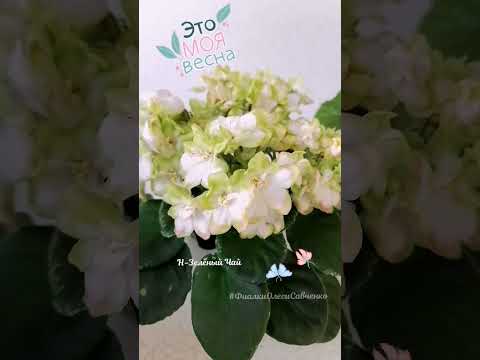 Видео: Мои цветы - моя весна 😊 #flower #handmade #beautifulflowers #veilchen #violets #violette #фиалки