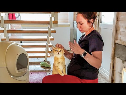 Видео: БЕСПОКОЙНАЯ БАРХАННАЯ КОШКА НЕ ДАЁТ ТРОГАТЬ КОТЯТ / Анфиса осматривает кошачий дом