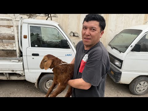 Видео: Как В Узбекистане стать Миллионером!Пополнение в Семье !
