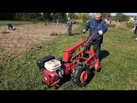 Видео: Добываем картошку картофелекопалкой КФТ-2 + мотоблок МТЗ.