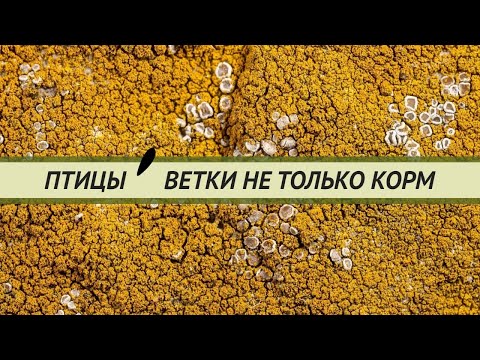 Видео: Ветки, травы, кора, специи, лишайники для птиц