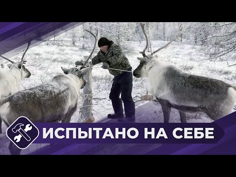 Видео: Испытано на себе: Оленеводы (часть 2)