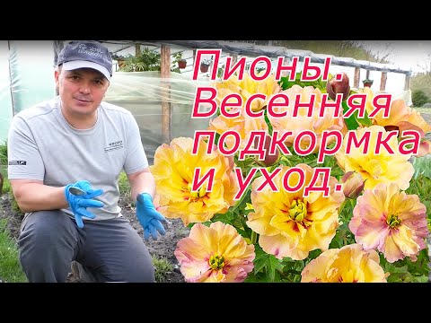 Видео: Пионы будут яркие и крупные! Весенняя подкормка и уход.