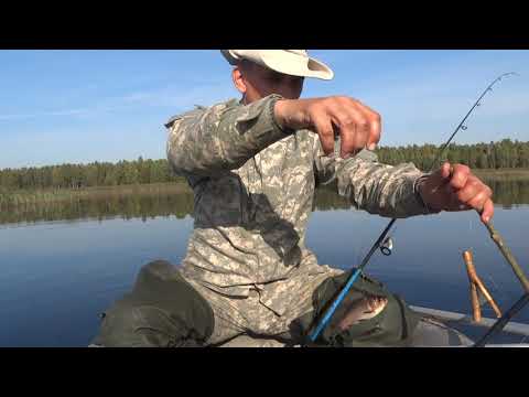 Видео: ЩУКА  БЕЗ УМА ОТ ЭТОЙ СНАСТИ,РОГАТКА .