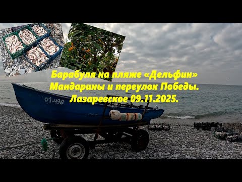 Видео: Барабуля на Дельфине! Мандарины и пер. Победы. Лазаревское 09.11.2025.
