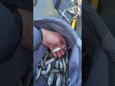 Видео: Как правильно кормить Чайку в Сочи.