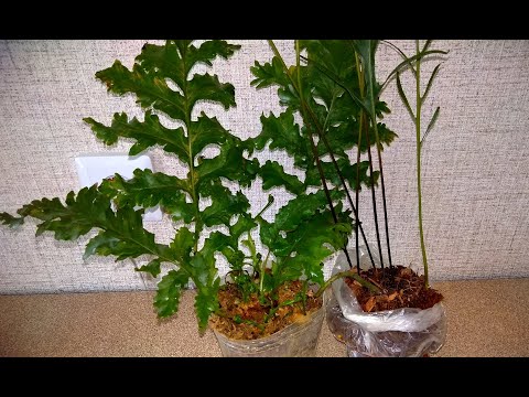 Видео: Мои комнатные растения // Новые папоротники // Делюсь радостью