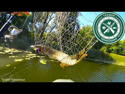 Видео: ВСЯ ЩУКА в камыше и кувшинках! Рыбалка 2020