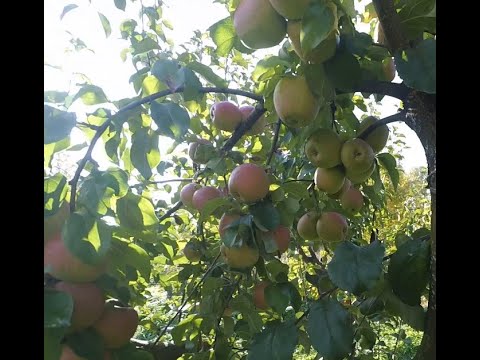 Видео: Память Сикоры, очень вкусный зимний сорт яблони известного белорусского селекционера.