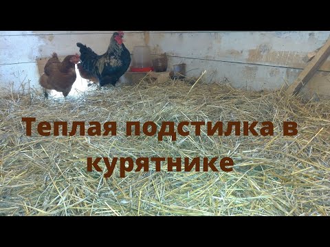 Видео: Теплая подстилка в курятнике