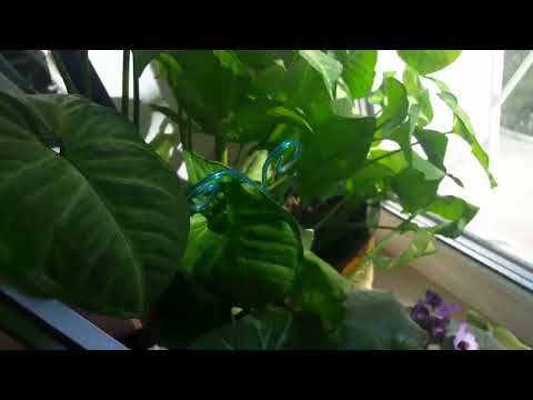 Видео: Растишки.Покупки из Светофора.Что можно брать.