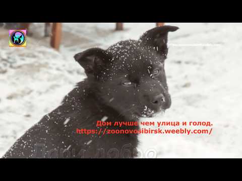 Видео: Самая грустная в мире собака жила на улице и спала на снегу Но одна женщина ее приютила в будку.