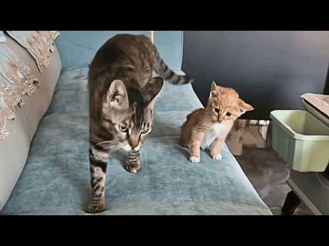 Видео: Я нашёл котёнка с парализованными задними лапами, и мой кот воспитал его как собственного малыша.