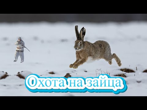 Видео: Охота на Кубанского зайца-русака по снегу
