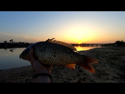 Видео: СЫРДАРЬЯ, РЫБАЛКА НА САЗАНА