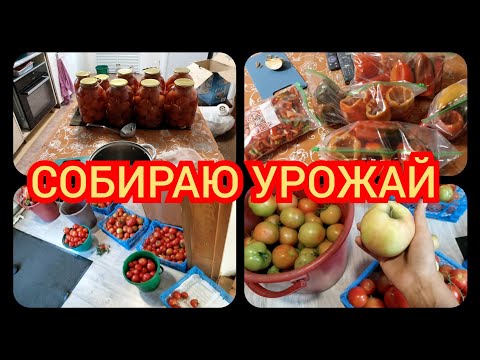 Видео: 08.2025 Помидоров завались// Заготовка в морозилку...