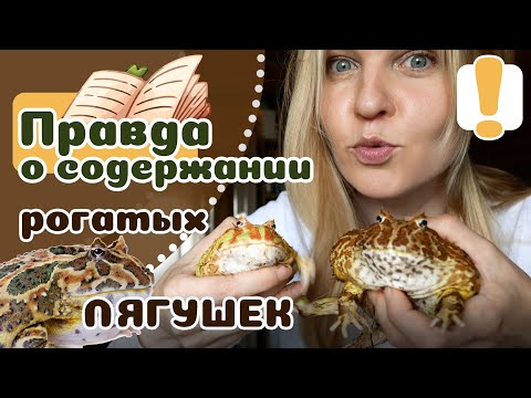 Видео: 20 фактов о ЛЯГУШКЕ РОГАТКЕ, что нужно знать, прежде чем завести.