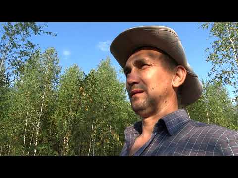 Видео: ПОЛЬЗА МЁДА,мой любимый ВЕРЕСКОВЫЙ МЁД.