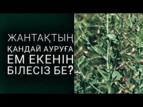 Видео: Жантақтың пайдасын білесіз бе?