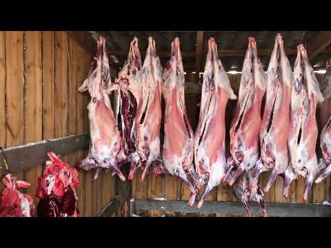 Видео: Забой Баранчиков 7-8 месяцев .