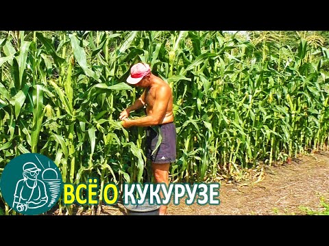 Видео: 🌽 Всё о кукурузе 🌽 Выращивание кукурузы конвейерным способом по технологии Гордеевых