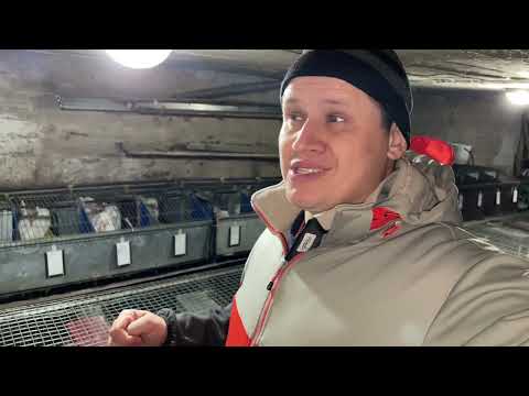 Видео: ТЯЖКИЙ БІЗНЕС | ЯК ЗАРОБИТИ ГРОШІ СЬОГОДНІ В ДОМА НА КРОЛЯХ? ШОК!! НЕ ВСТИГАЮ РОЗВОДИТЬ КРОЛІВ😱