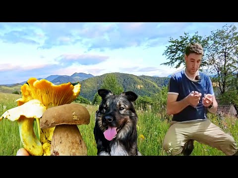 Видео: Как люди живут в Трансильвании – сбор и приготовление дикорастущих грибов