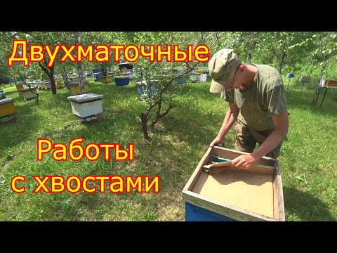 Видео: ДВУХМАТОЧНЫЕ, НАЧАЛО! Работы с ХВОСТАМИ! Первые плодные матки 2025