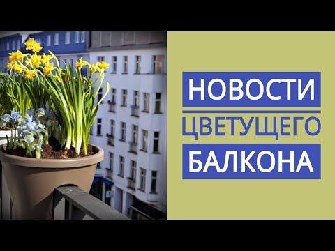 Видео: НОВОСТИ ЦВЕТУЩЕГО БАЛКОНА // алиссум // газания // лобелия и др. цветы