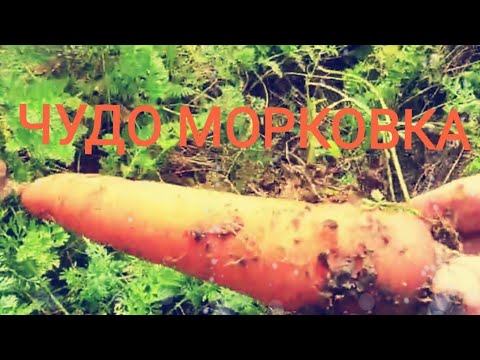 Видео: ОБЕД ГОТОВИМ НА ОГОРОДЕ ИЗ ТОГО ЧТО РАСТЕТ НА ГРЯДКАХ