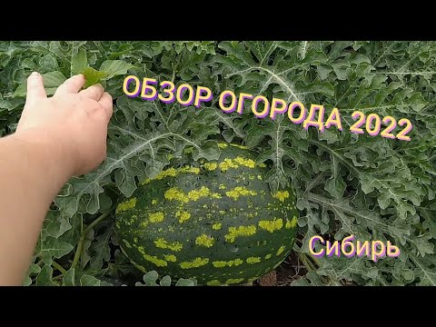 Видео: ОБЗОР ОГОРОДА 2022 / Обзор огорода в Сибири. 22 июля.
