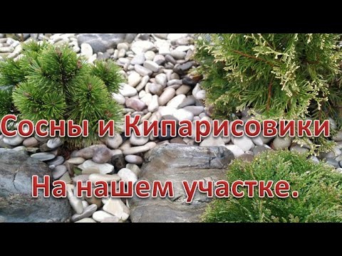 Видео: Сосны и кипарисовики на нашем участке.