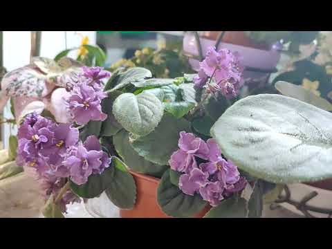 Видео: Фиалки трейлеры (ампельные и кустовые), наличие на весну, старые цены