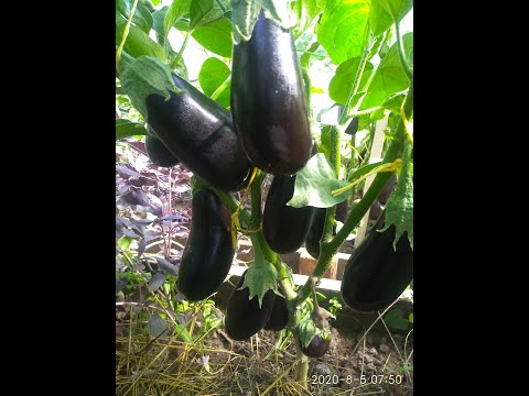 Видео: Правила Выращивания БАКЛАЖАНОВ 📌 От Посадки до Уборки до Урожая 💯 Формировка и Подкормка БАКЛАЖАН 🍆