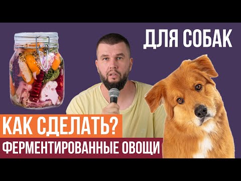 Видео: Ферментированные овощи в рационе собак