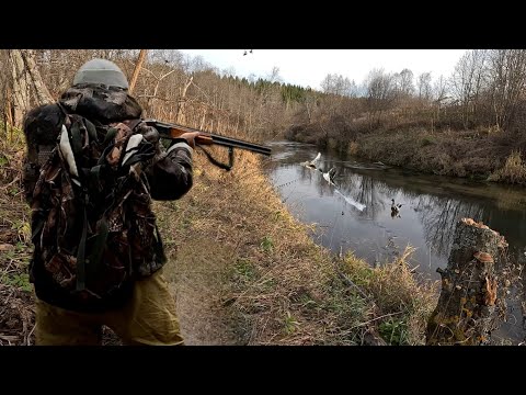 Видео: ОХОТА НА УТКУ с ПОДХОДА, в октябре, ЧЁТКИЙ ВЫСТРЕЛ!!!