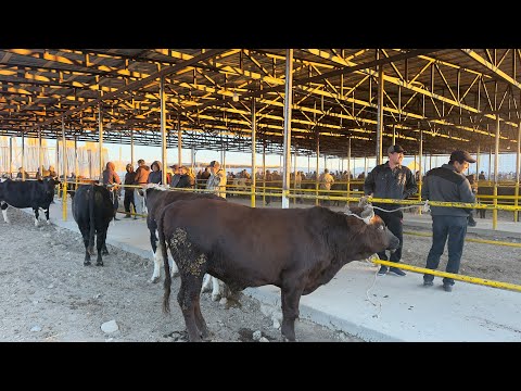 Видео: БЕРУНИЙ ХУКИЗ БОЗОРИ 1 КИСМ 19.10.2025