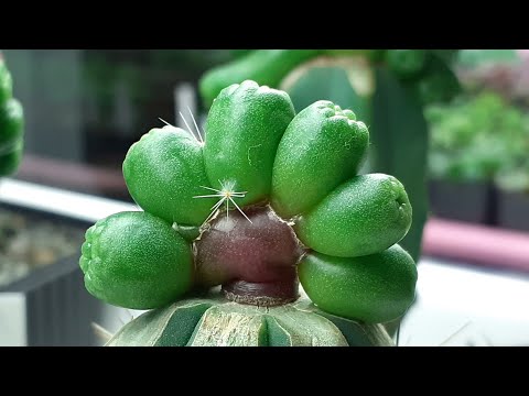 Видео: Прививки кактусов.
