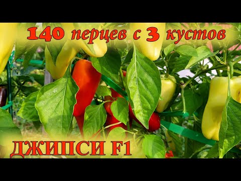 Видео: 140 плодов с трех кустов перца Джипси F1 \ Подмосковье