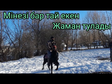Видео: АСАУ ҮЙРЕТУ. ТАЙ ҮЙРЕТУ ӘДІСІ.