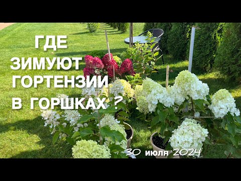 Видео: ПОЧЕМУ ГОРТЕНЗИИ В ГОРШКАХ И ГДЕ ОНИ ЗИМУЮТ?