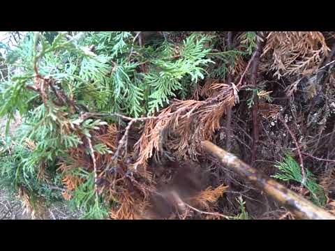 Видео: ЁЛКИ СГОРЕЛИ - ВОССТАНОВИМ! РОЗЫ ВЫМЕРЗЛИ - ОТРАСТУТ!