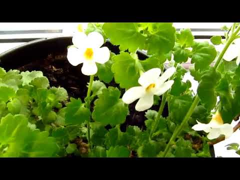 Видео: Бакопа выращивание зимой. Нужно ли сохранять бакопу  зимой?