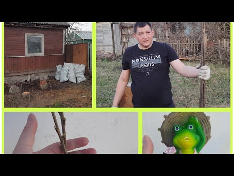 Видео: РАЗБИРАЕМ БЕСЕДКУ НА ДАЧЕ. НОВЫЕ САЖЕНЦЫ.